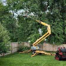 Best Tree Disease Treatment  in Princeton Junction, NJ
