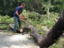 How Our Tree Care Process Works  in  Princeton Junction, NJ