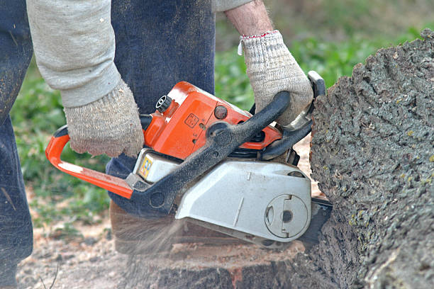 Professional Tree Care in Princeton Junction, NJ